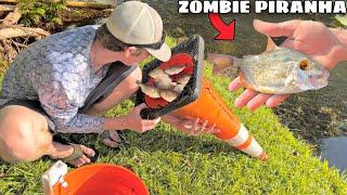 ZOMBIE PIRANHA FISH CAUGHT in DIY FISH TRAP! (NO EYES)