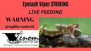 Eyelash Viper LIVE FEEDING | Venomous snake feeding