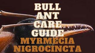 Bull Ant Care Guide  Myrmecia nigrocincta