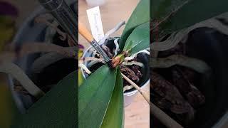 Phalaenopsis and Crown Rot #orchids #phalaenopsis #shorts