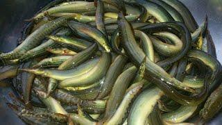 little Eel fish recipe  / Bam fish recipe/fish curry/gaichi fish/eelish fish