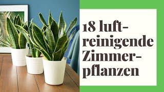 18 effektive luftreinigende Zimmerpflanzen für ein frisches Raumklima!