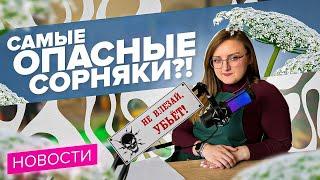 КАК БОРОТЬСЯ С БОРЩЕВИКОМ?! Новости от Семена Алтая!