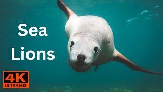 Sea lions 4k video | Sea lions Ultra HD Video | Sea Lions 4K Video in FHDV | Sea Lion Lifestyle UHDV