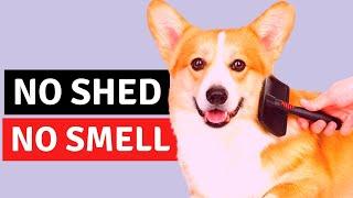 Top 10 Small DOG Breeds That Don’t Shed Or Smell