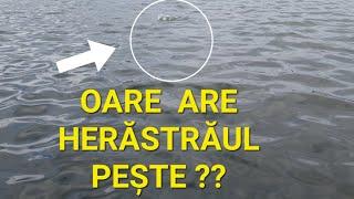 Pescuit la crap și plătică pe lacul Herăstrău-București