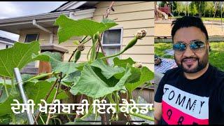 My Desi Garden In Canada | Punjabi Gardening | How To Grow Organic Vegetables