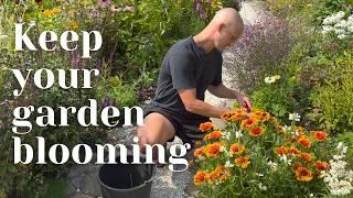 Deadheading for Beginners: Keep Your Garden Blooming All Season | Perennial Garden