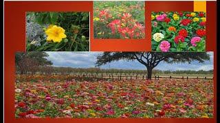 Trees, Plants, Flowers in Barry Nirmal’s Backyard in Houston, Texas, USA
