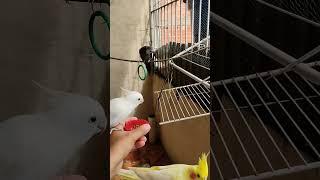 #cockatiel #birds #parrot #cute #funny #mabirdcare #cutebird #pets #talkingparot #funny #cuteparrot