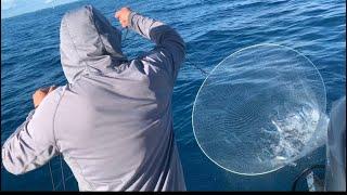 How to catch Ballyhoo - Hoop net