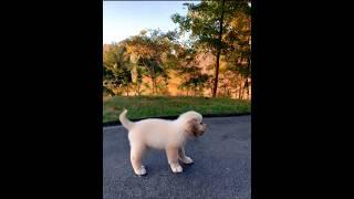 cute puppy playing #dog #puppy #labrador #dogs #doglover #cutedog #pets #dogshorts #trending #shorts