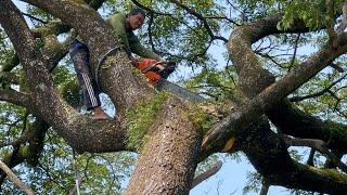 Difficult & tense ‼️ Cut down tall and big trees.