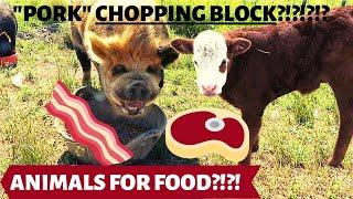 KUNEKUNE PIG on the CHOPPING BLOCK!?!?! RAISING ANIMALS for FOOD!? SELF SUFFICIENT HOMESTEAD/FARM!