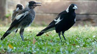 The Australian Magpie Family Reunited 