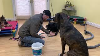 Power of the pack with Eli and Nail Dremel