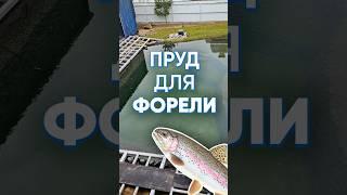 Построил пруд возле дома для себя и для форели  #рыба #пруд #участок #водоём #рыба #форель