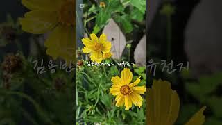#김용빈#마음의 자유천지# 미스터트롯3 #여수#여수여행# 백리섬섬길#남파랑길 #시골풍경