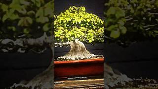 I Migliori Canali Bonsai in Italia