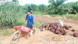 Jejak anak rantau..