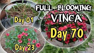 Vinca full blooming - creative ideas of growing vinca flowers