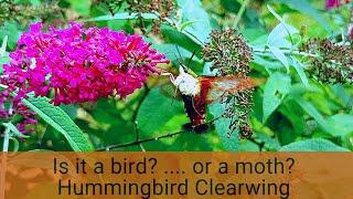 Is it a Humming bird or is it a Moth?  Everything you should know about the Humming bird Moth!