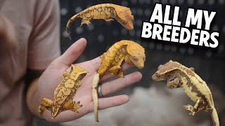 My Crested Gecko Breeders Part 3!