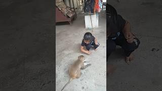 monkey eating food #vinnu #funny #cutebaby #vinyasri #cute #monkey