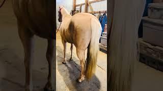 Mabel#nolanhorses #palomino  #palominomare #horsesforsale #westernlife #cowgirl #cowgirls #cowbred