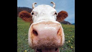 "Old Macdonald Had a Farm" 1   Childrens Sing Along with Animal Video www.sunrisefilmandvideo.com