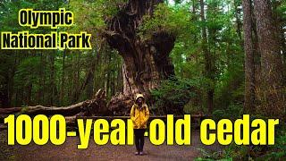 The Biggest Cedar Tree! One of Olympic National Park’s hidden gems 
