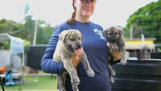 Purebred Dogs Ja| First ever Caucasian Shepherd dogs in Jamaica.