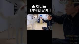 손 하나는 기가 막히는 강아지 #shorts #강아지 #강아지훈련 #강아지쇼츠
