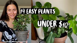 AFFORDABLE  Houseplants for $10 or less! | Inexpensive Easy Houseplants!