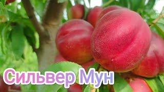 Нектарин Сильвер Мун/Nectarine Silver Moon