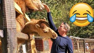 Unexpected ANIMALS Attack on Humans - Funny Animals Moments || PETASTIC 