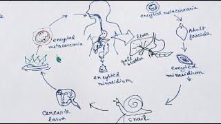 Fasciola Hepatica lifecycle ( English ) | Liver Fluke | Lifecycle