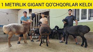 ASL GIGANT QO'ZILAR KELDI SHOSHILAMIZ SONI CHEKLANGAN