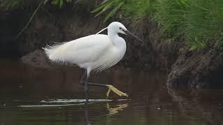 Moments with a Little Egret