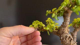 Saving a Sick Unhealthy Bonsai Tree