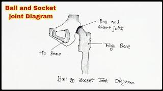 How to Draw Human Ball & socket joint diagram | Human Hip Joint Drawing.