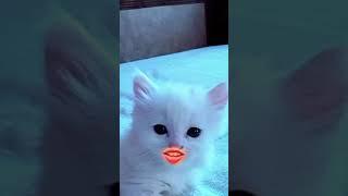 ДОБРО ВСЕГДА ПОБЕЖДАЕТ ЗЛО !!!  прикол #Shorts