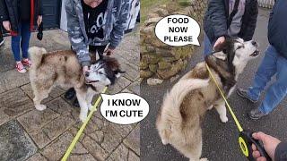 Floofy Husky LOVES Singing To Strangers