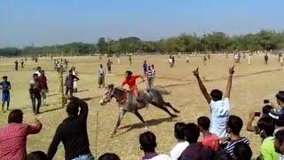 Bangladesh horse race in Jawwah bazar, taddichor | MAHIN RAJA winning the first position | 11/2/2019