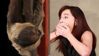 A Girl Obsessed With Sloths Gets Surprised With A Sloth