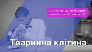 Тваринна клітина – Підготовка до ЗНО – Біологія