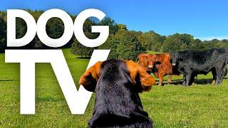 GoPro DogTV | 10hrs of Tranquil Virtual Dog Walks Through Peaceful Farmlands ️ Dog POV