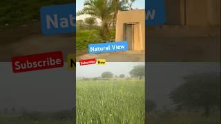 #villagelife #mudhouselife #nature #villagedairies #farming #mudhouselifestyle #unseenvillagelife