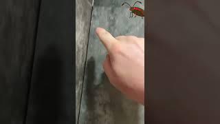 В ванную ползут тараканы (щель вокруг дверцы потайного лючка)