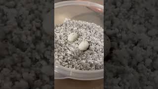 what gecko eggs look like a day before hatching!